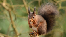 Eichhörnchen (19).jpg